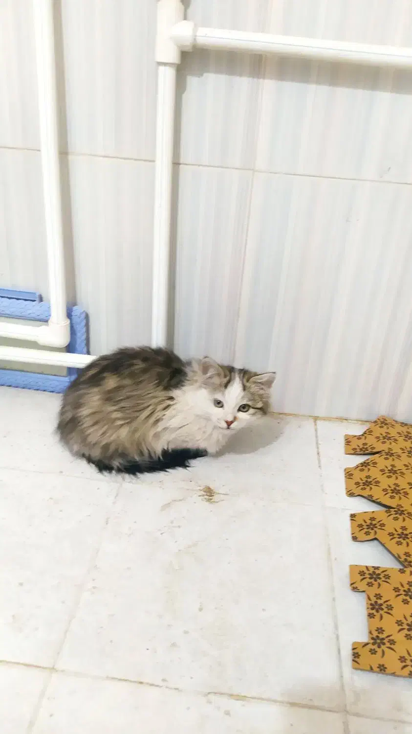 بچه گربه|گربه|مرند, |دیوار