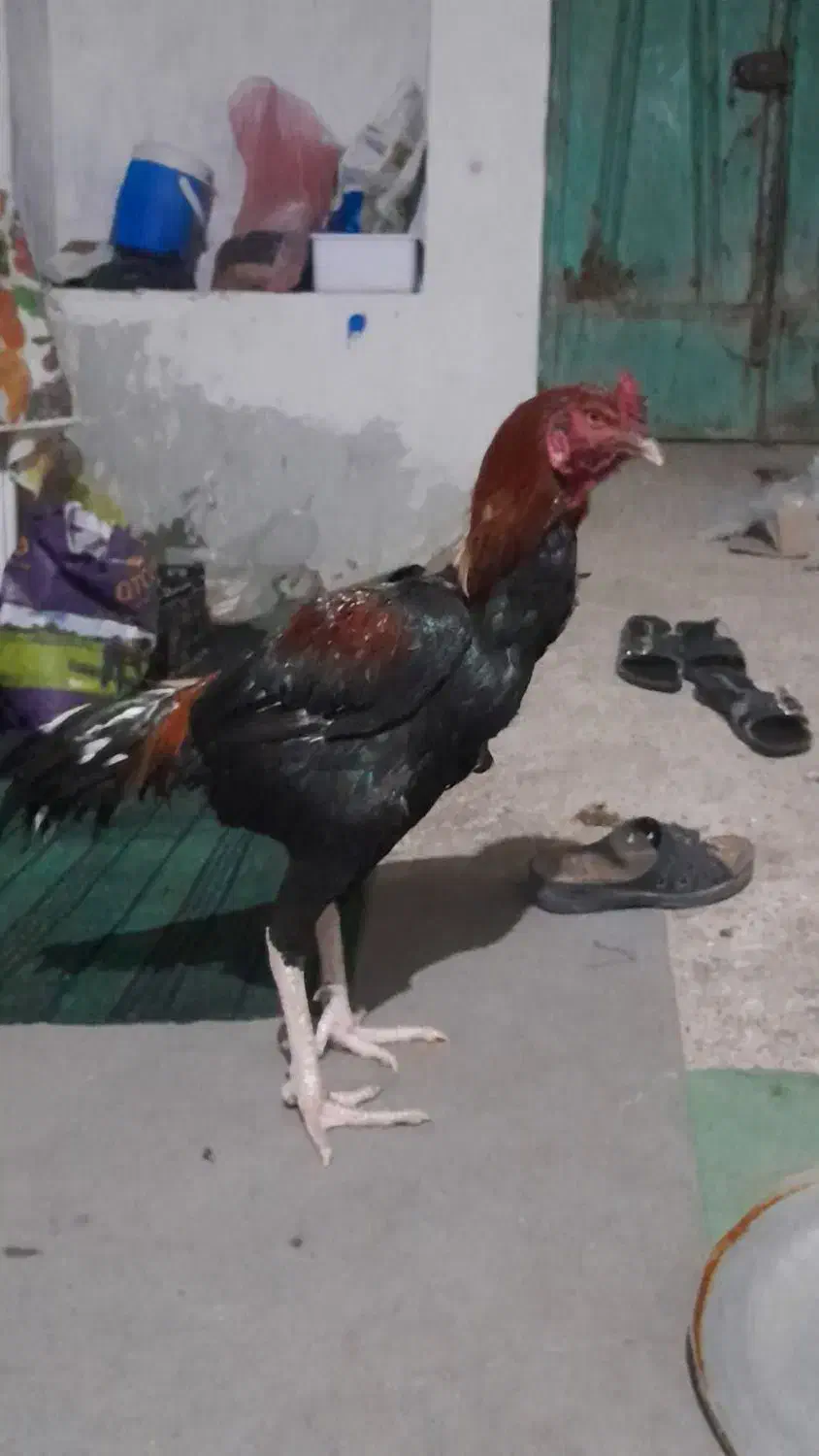 خروس لاری افغان|حیوانات مزرعه|اصفهان, زوان|دیوار