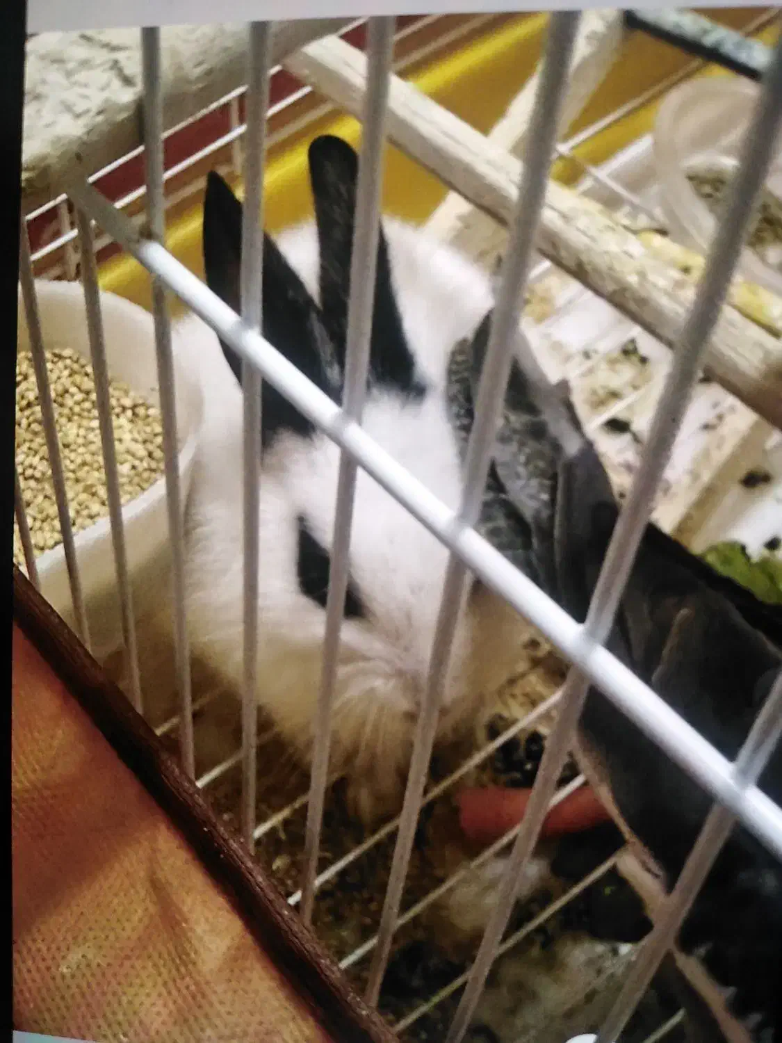 خرگوش باقفسه|موش و خرگوش|فردیس, انبار نفت|دیوار