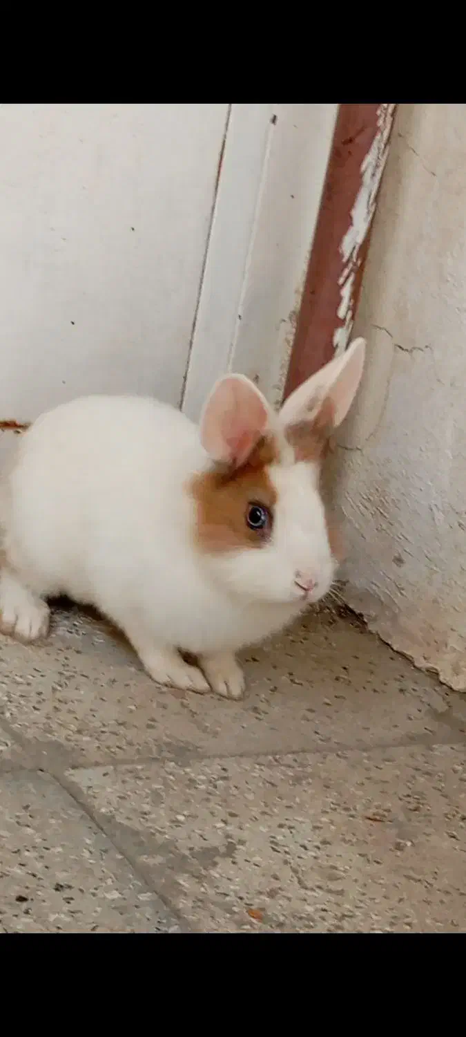 خرگوش|موش و خرگوش|نیشابور, بنیاد شهید|دیوار