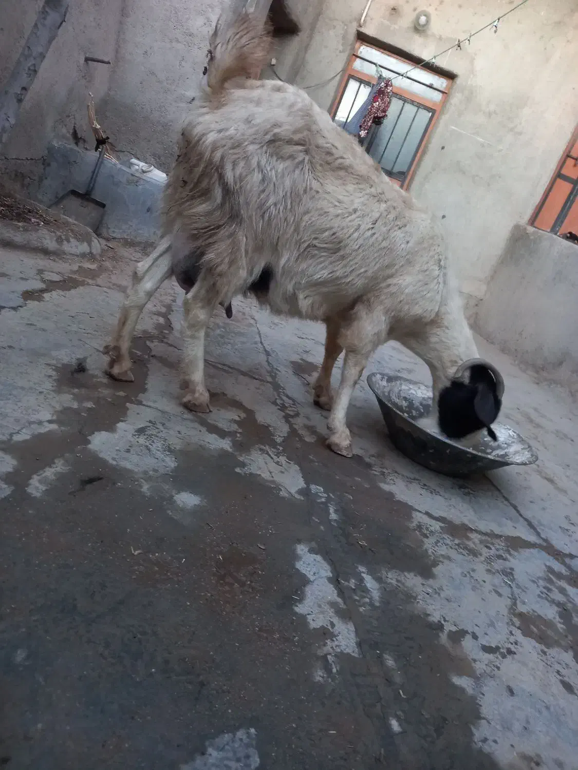 یک عدد بز|حیوانات مزرعه|شاخنات, |دیوار