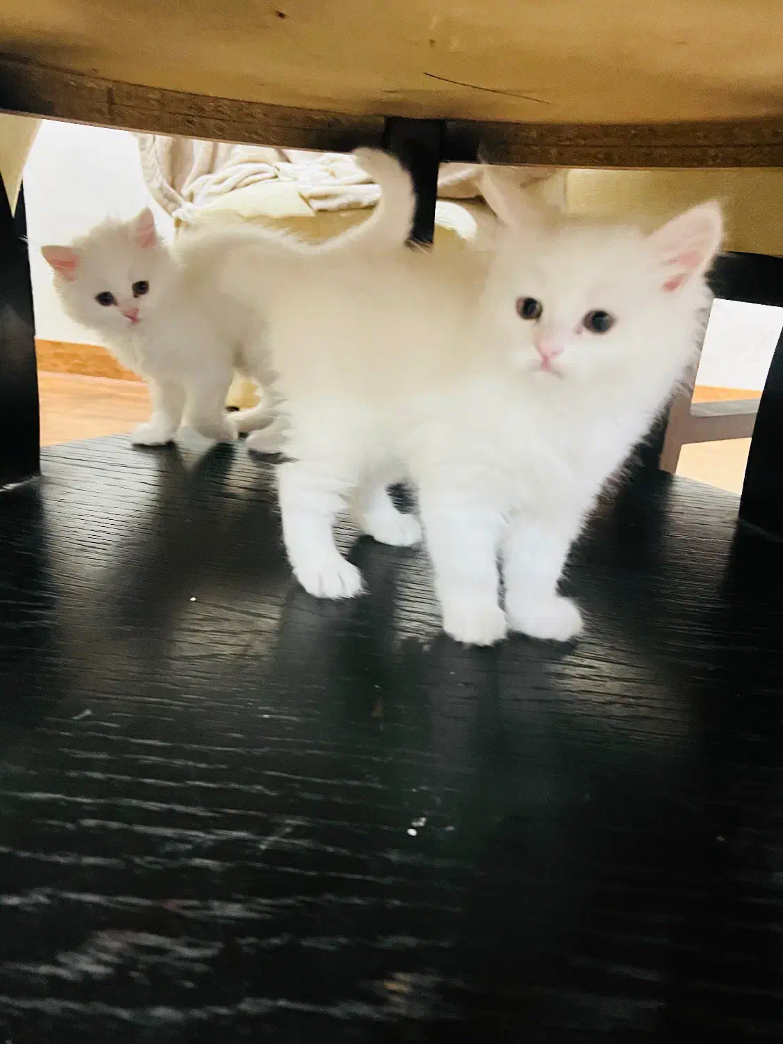 فروش بچه گربه پرشین دوماهه|گربه|بندر گناوه, |دیوار