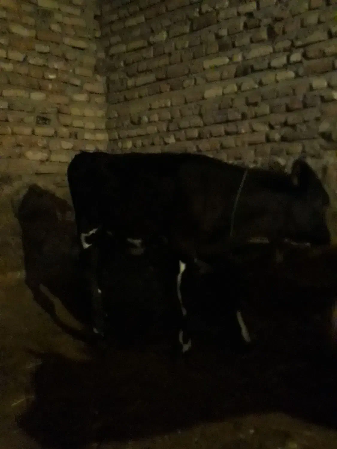 گوساله|حیوانات مزرعه|هیر, |دیوار