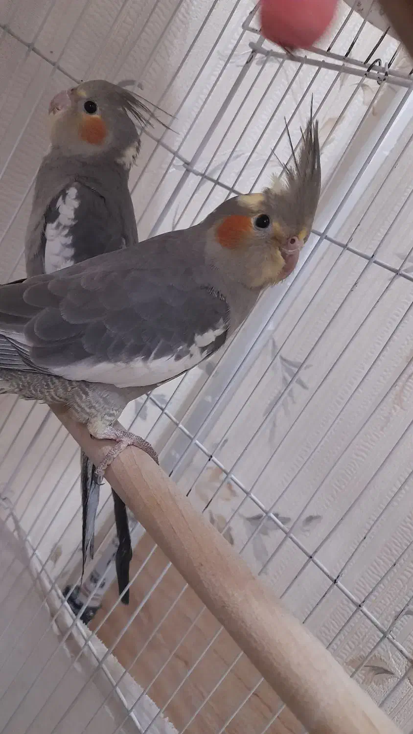 عروس هلندی|پرنده|قدس, شهر‌قدس|دیوار