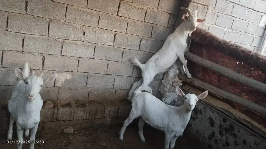 بز و کره نر سنا|حیوانات مزرعه|خفر, |دیوار