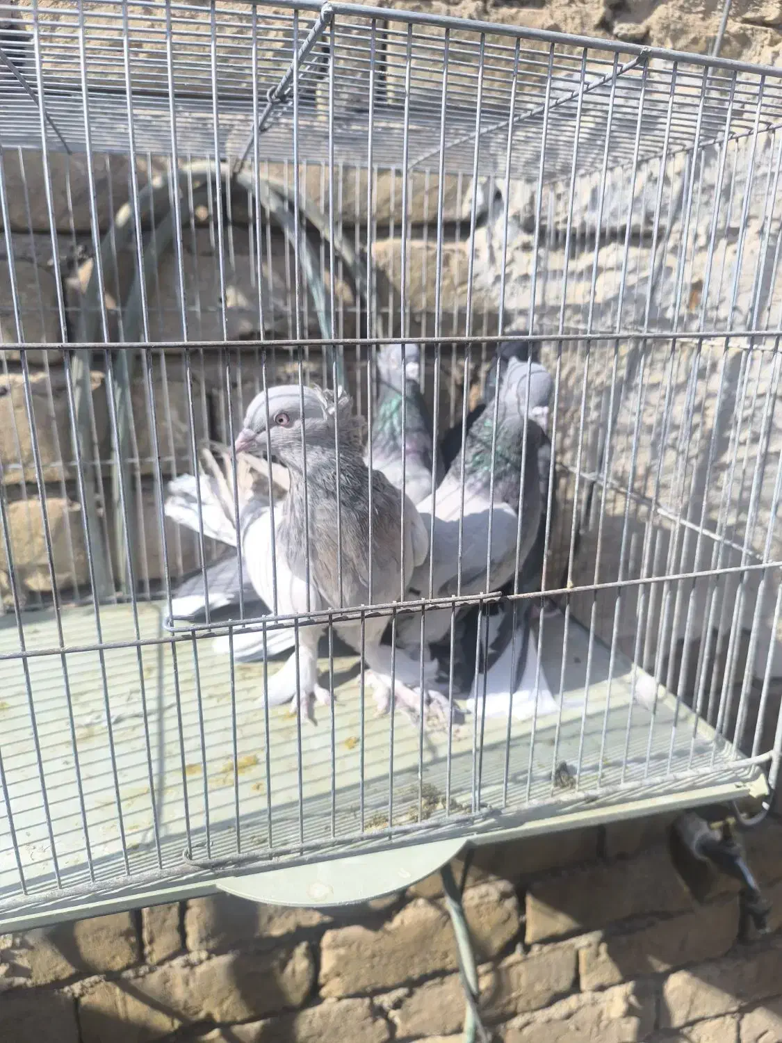 تعدادی کبوتر|پرنده|کاشان, پشت شهربانی|دیوار