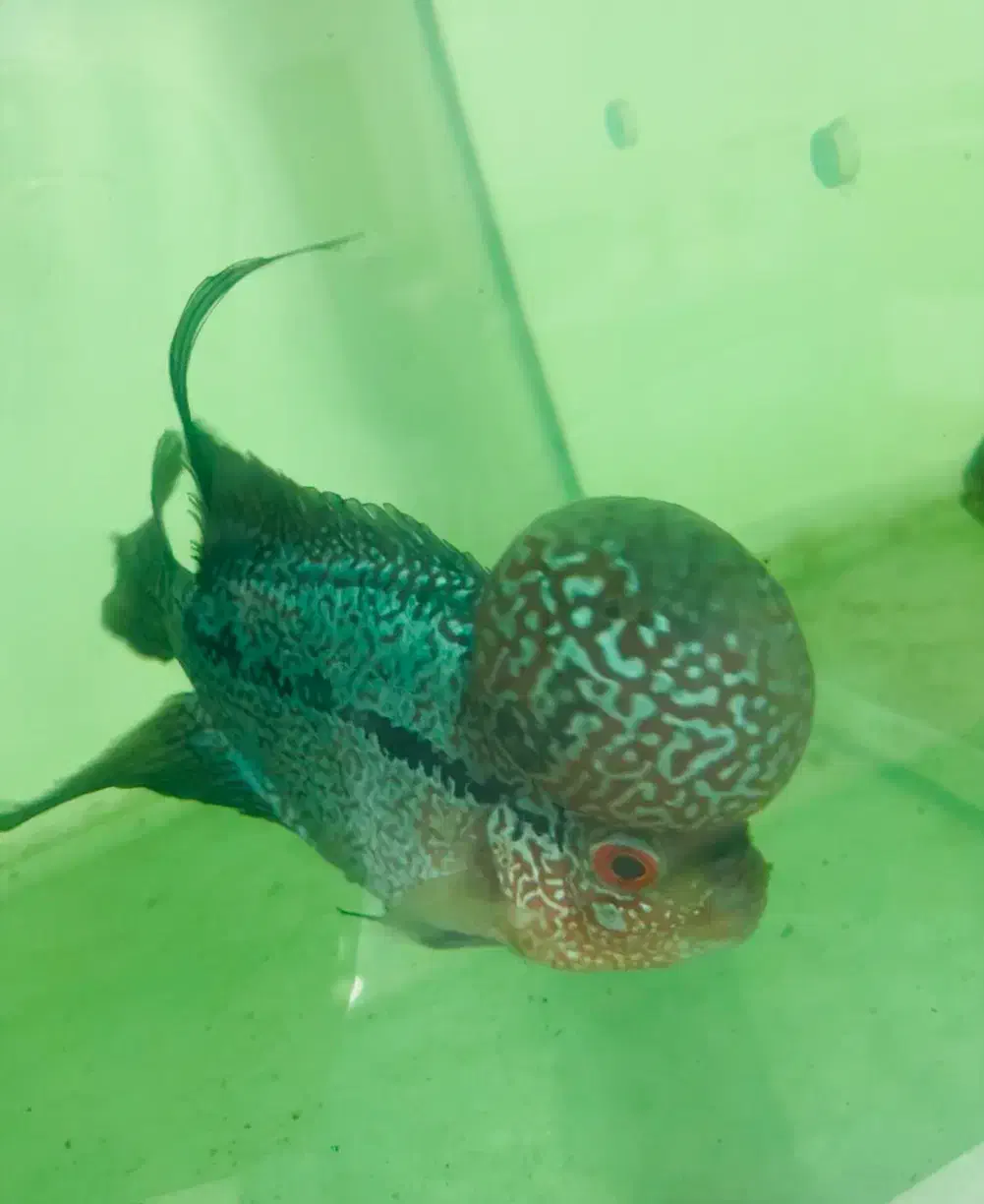 ماهی فلاور هورن و کامفا|ماهی|تهران, سعیدآباد|دیوار