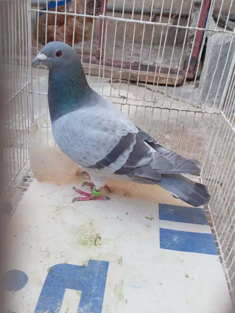 فروشی سالم بشرط|اسباببازی بچه|برازجان, |دیوار