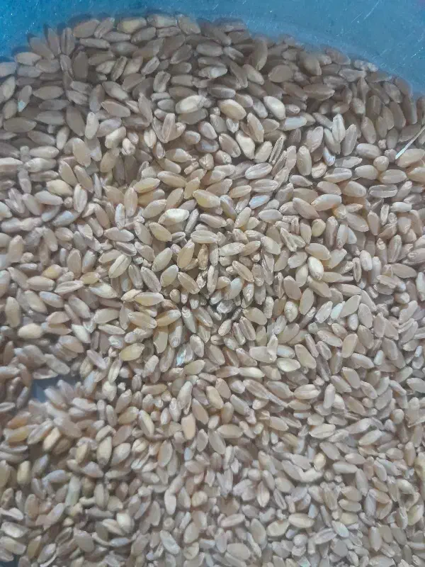 گندم و جو|خدمات باغبانی و درختکاری|سیروان, |دیوار