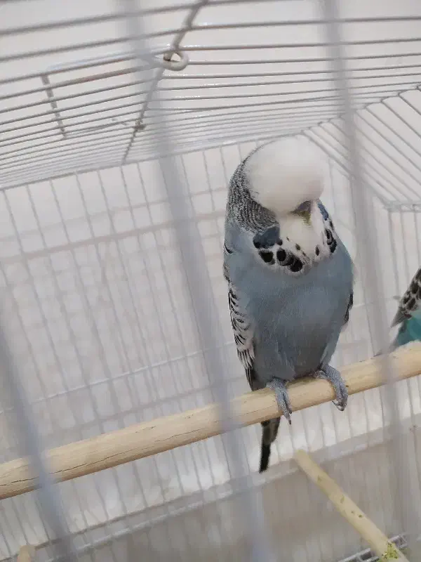 مرغ عشق انگلیسی گرید A|پرنده|آبادان, |دیوار