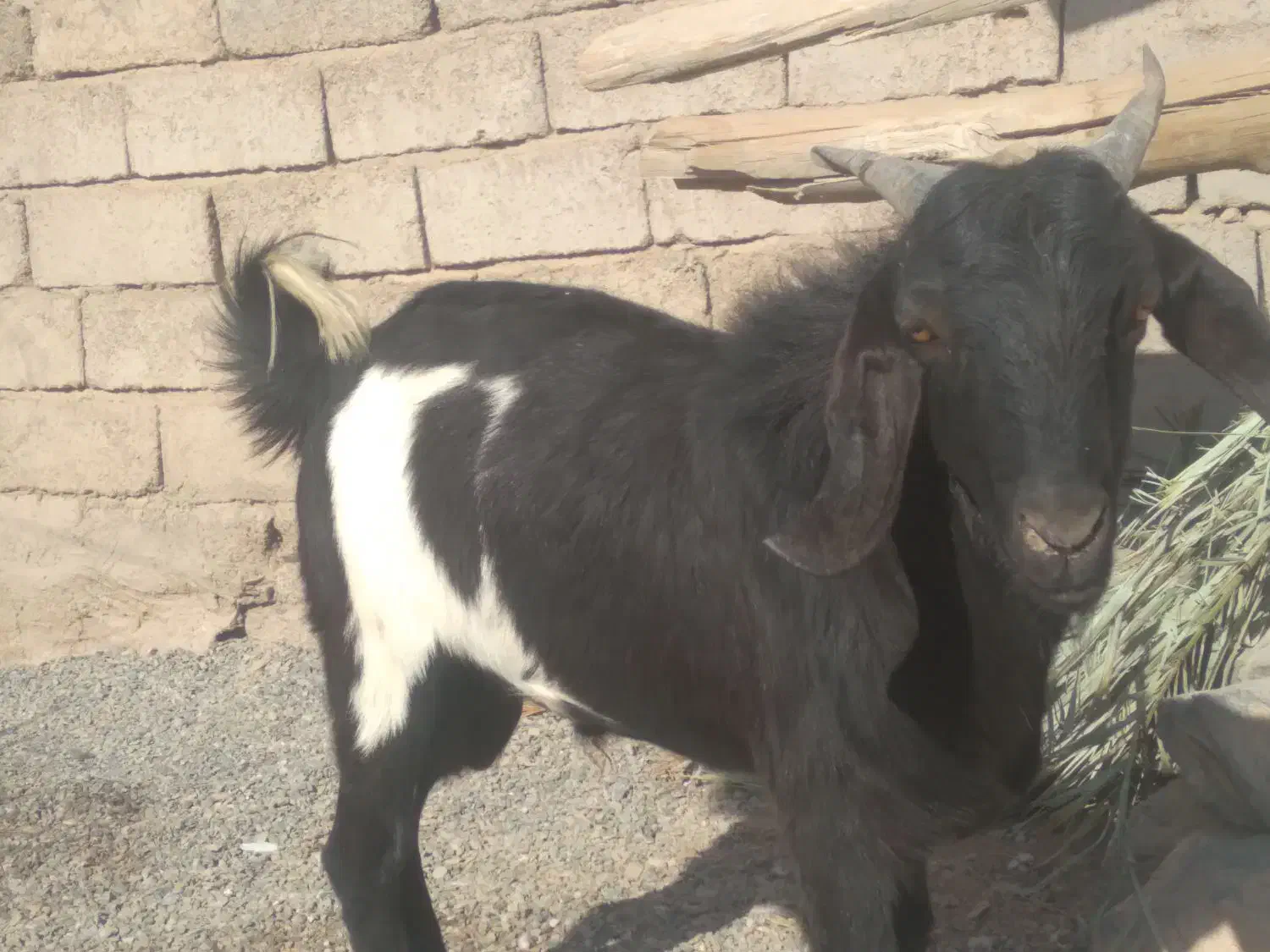 پاچن وبز فروشی۲۴|حیوانات مزرعه|خاش, |دیوار