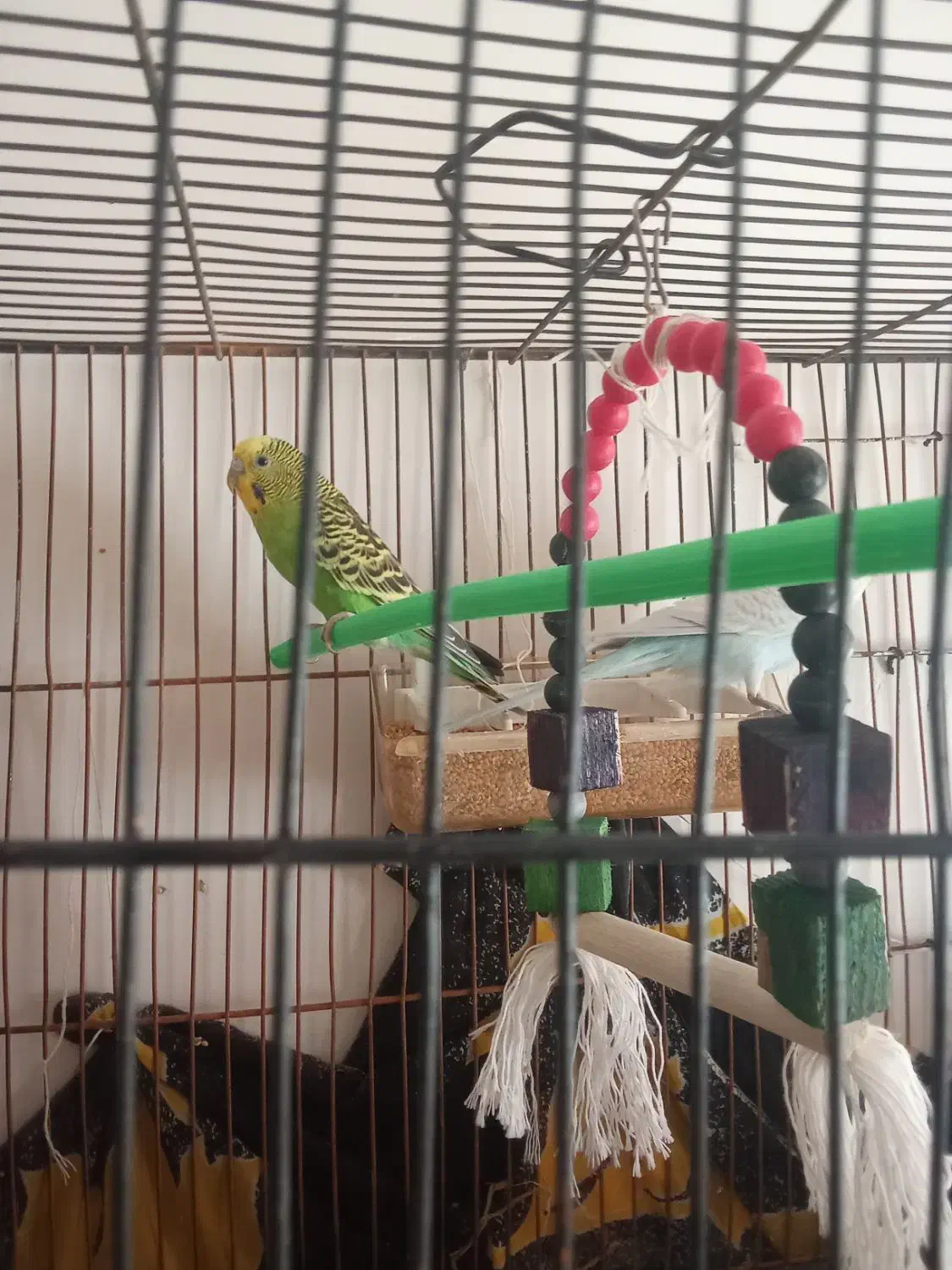 یک جفت مرغ عشق آماده تخم گذاری|پرنده|تربت جام, معدآباد|دیوار