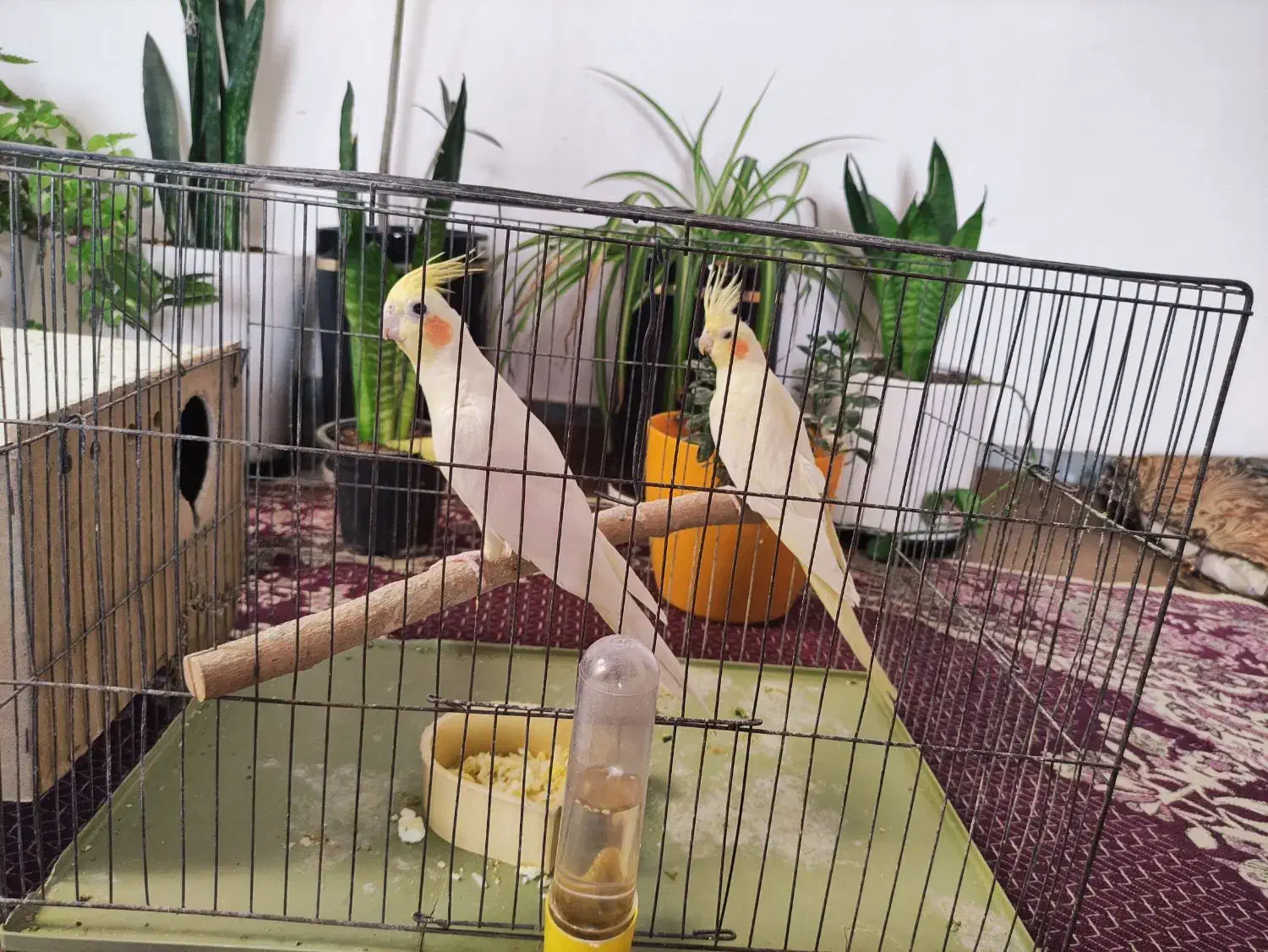 سه جفت عروس هلندی زعفرانی مولد|پرنده|اهواز, کیانشهر|دیوار