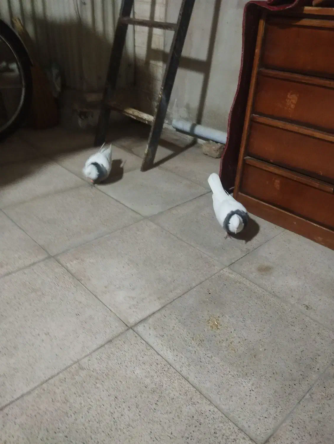 کبوتر|پرنده|ری, فیروزآبادی|دیوار