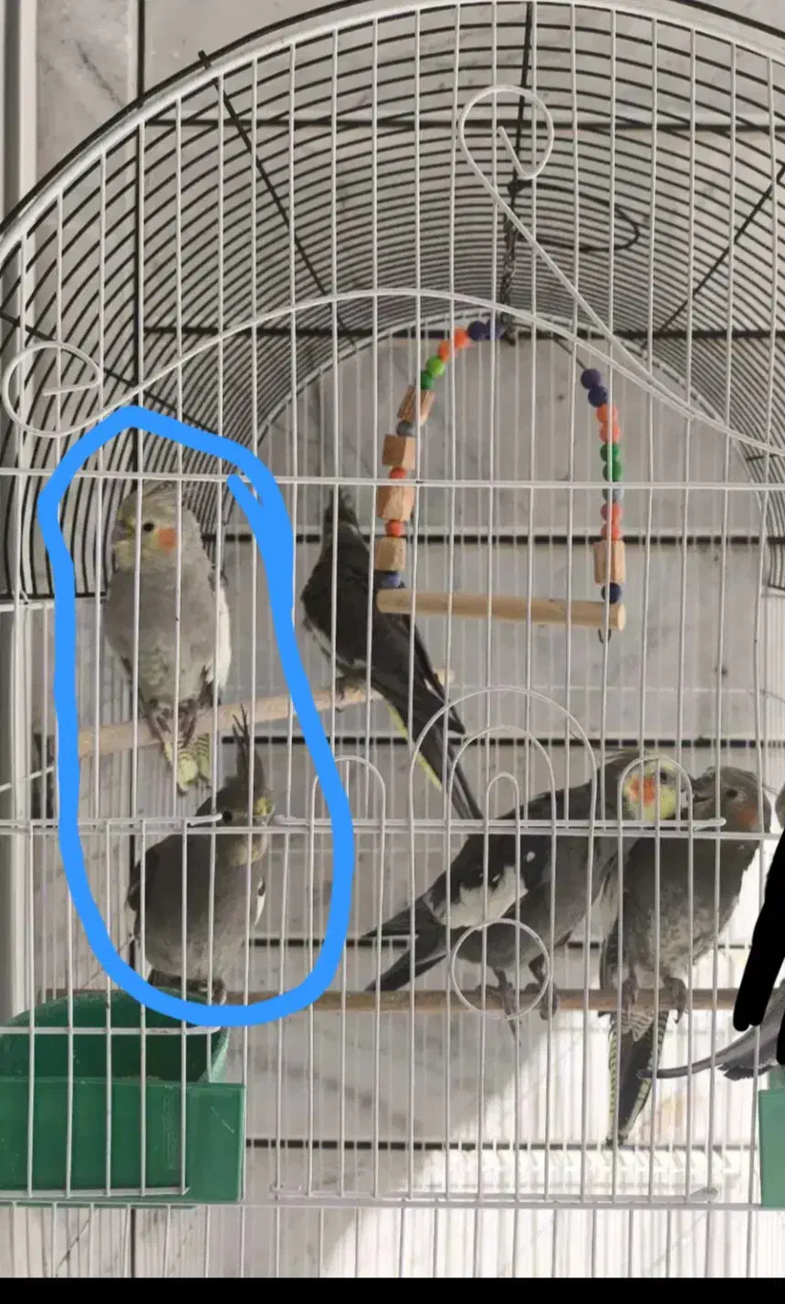 عروس هلندی|پرنده|خمینی‌شهر, |دیوار