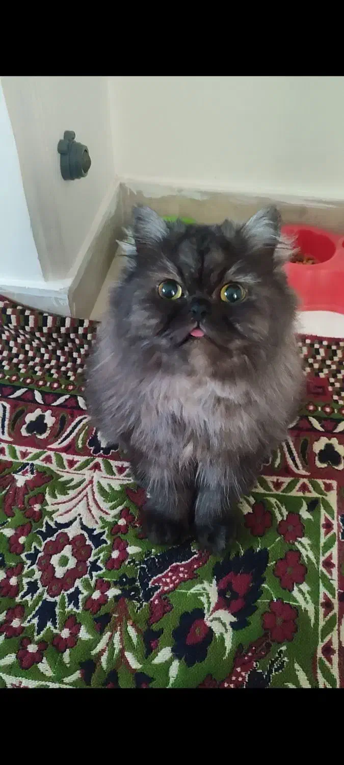 ف. ر.و ش|گربه|ملایر, |دیوار