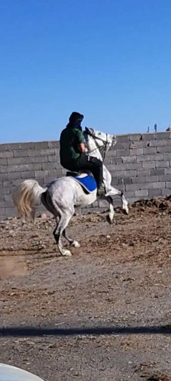 یک عدد اسب نریان|اسب و تجهیزات اسبسواری|سیرجان, |دیوار