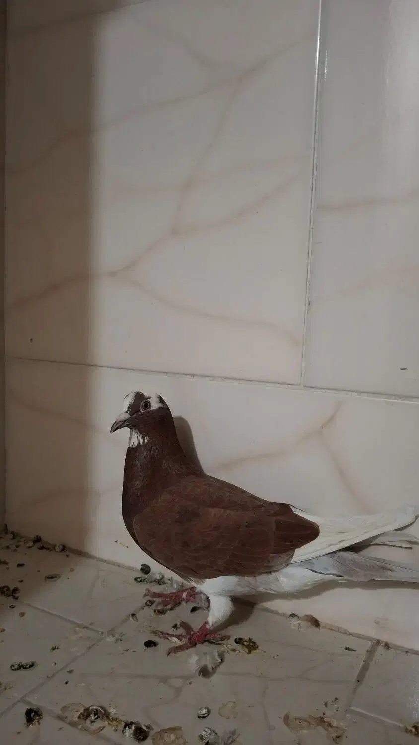 فروش پنج تا کبوتر|پرنده|بندر کنگان, |دیوار