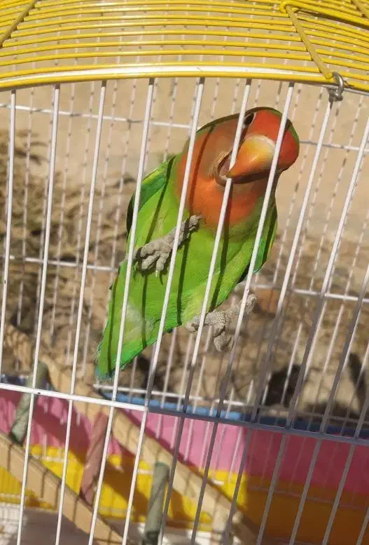 پرنده بازیگوش|پرنده|مرودشت, دولت آباد|دیوار