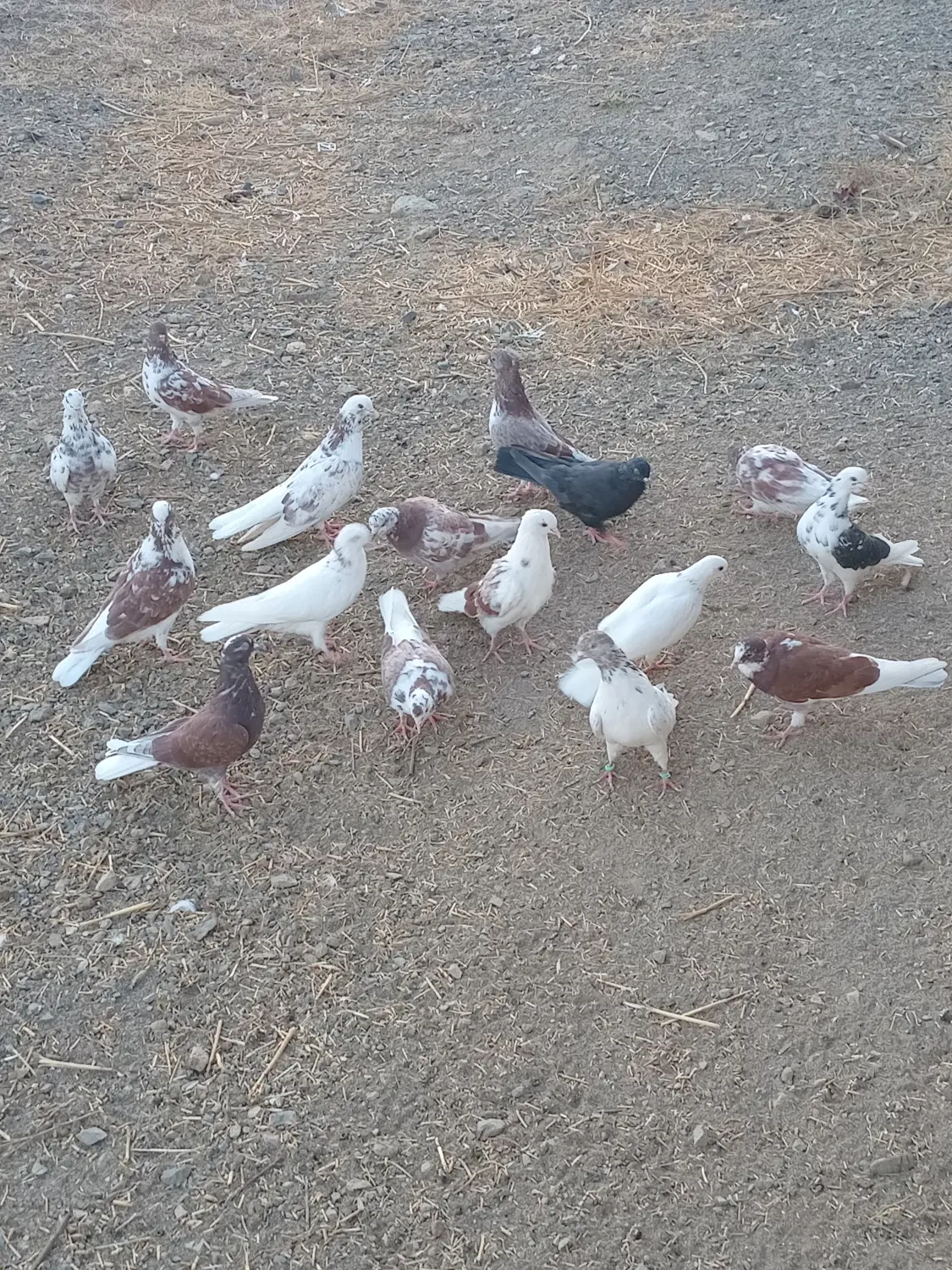 خوب|پرنده|خوی, |دیوار