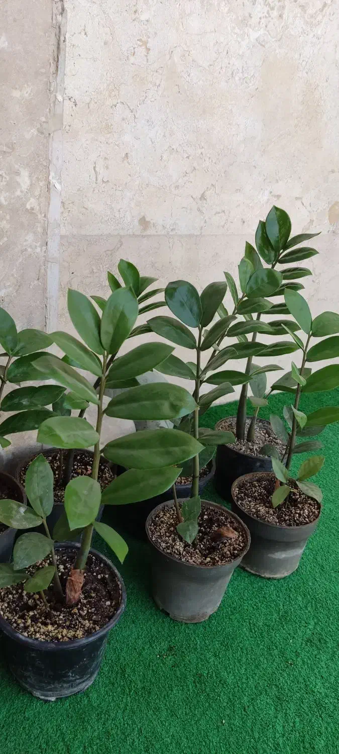 زاموفیلیا گل آپارتمانی|گل و گیاه طبیعی|شهریار, شهرک شاهد|دیوار