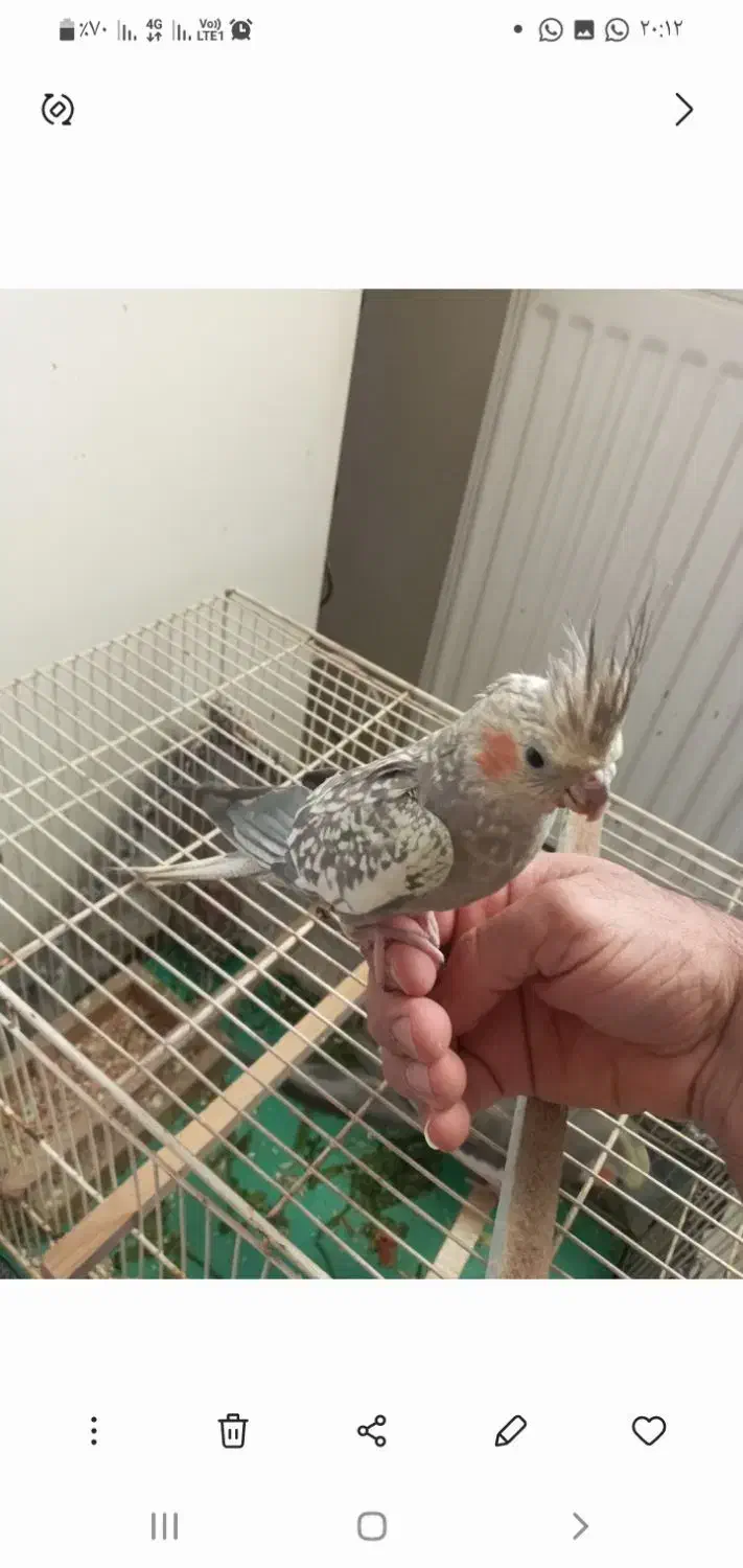 عروس هلندی ماده مرواریدی|پرنده|شیراز, شهرک صنعتی شیراز|دیوار