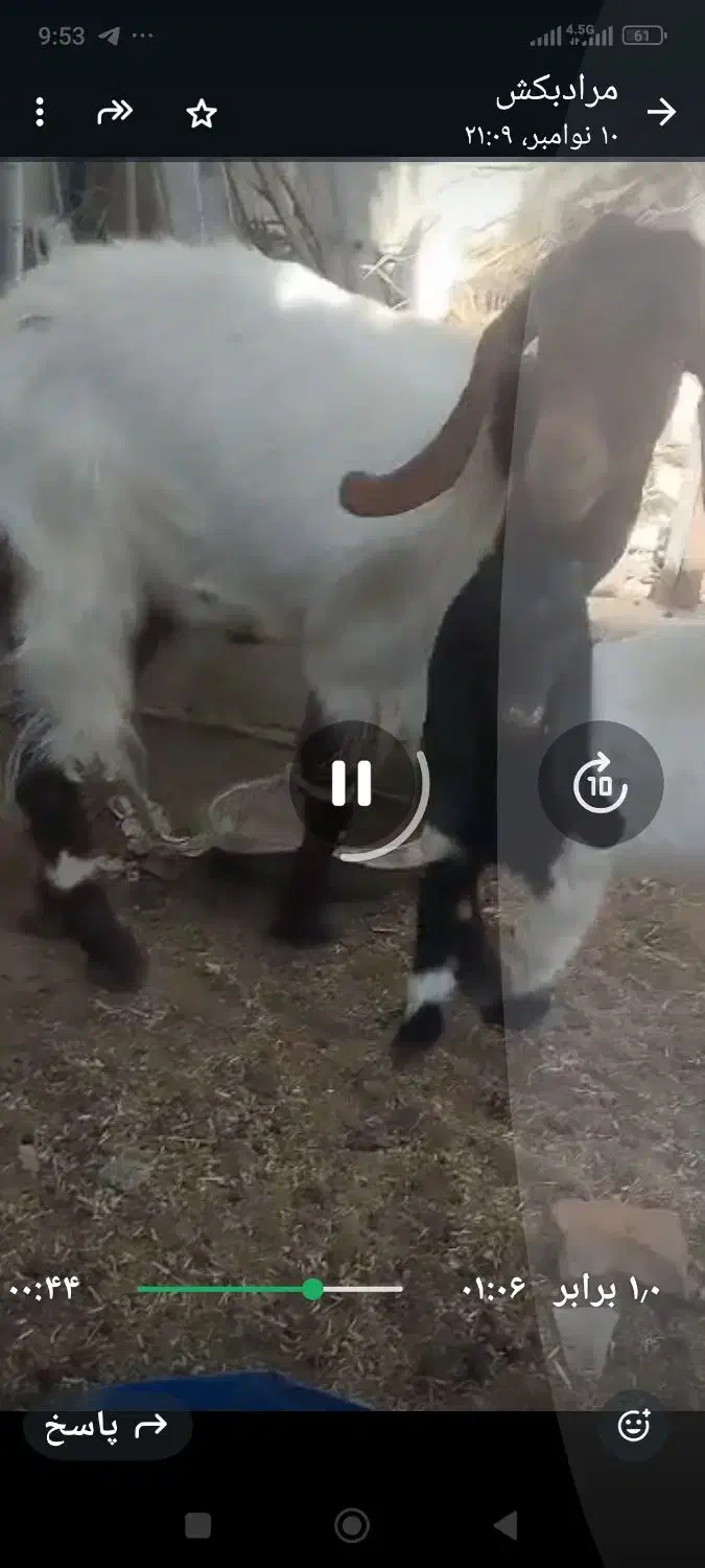 بز مری آبستن یک ماه به بالا با یک شنک ماده|حیوانات مزرعه|سراوان, |دیوار