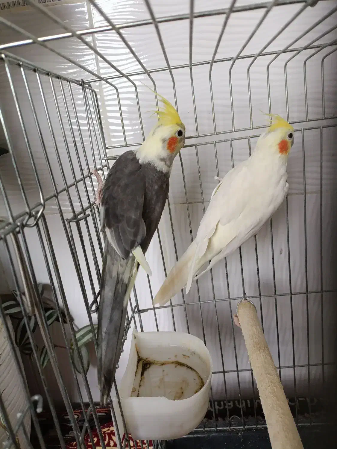 عروس هلندی یه جفت با قفس فقط ۲ میلیون|پرنده|قیدار, |دیوار