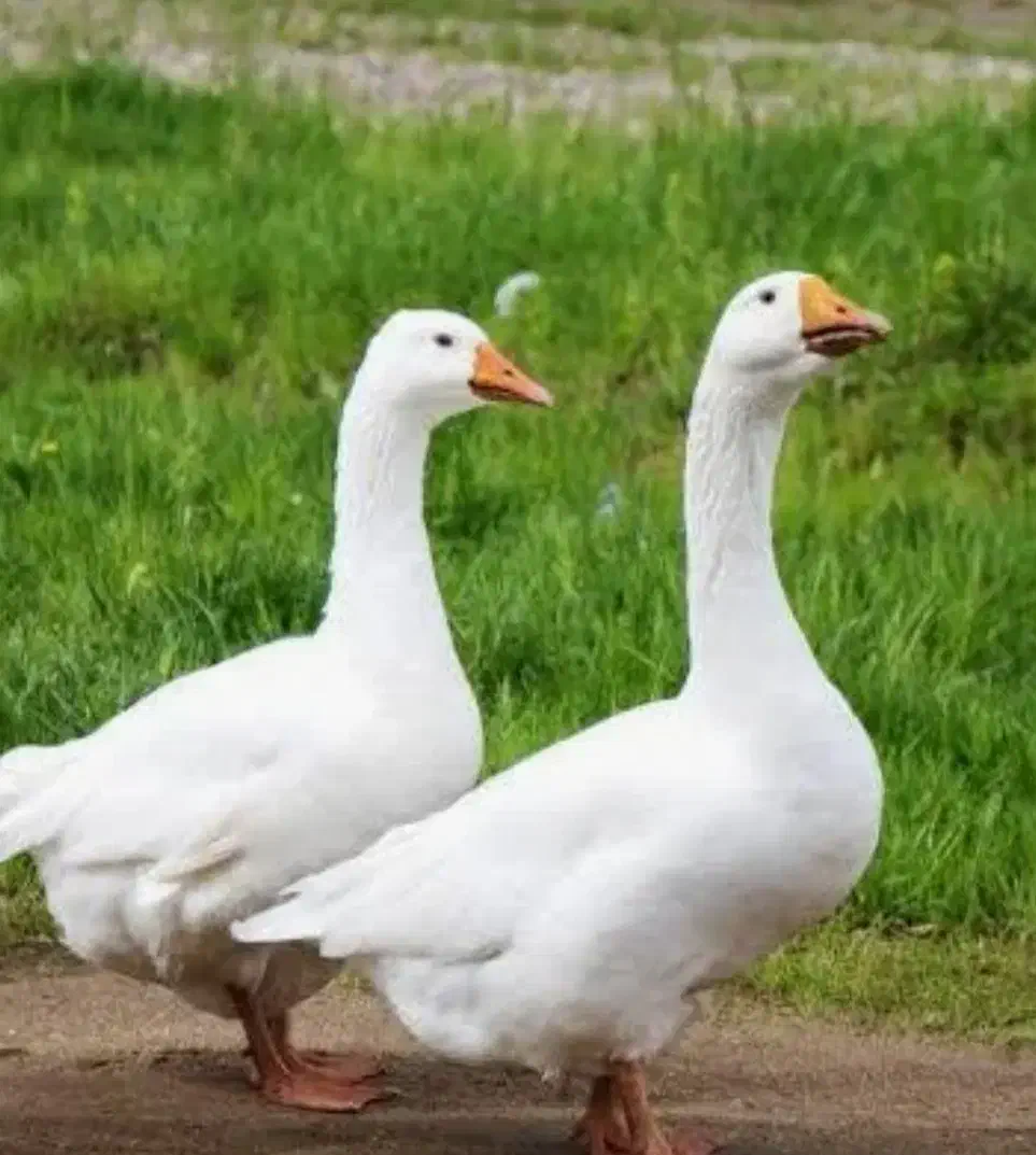 غاز دو عدد نر و ماده|حیوانات مزرعه|چرام, |دیوار