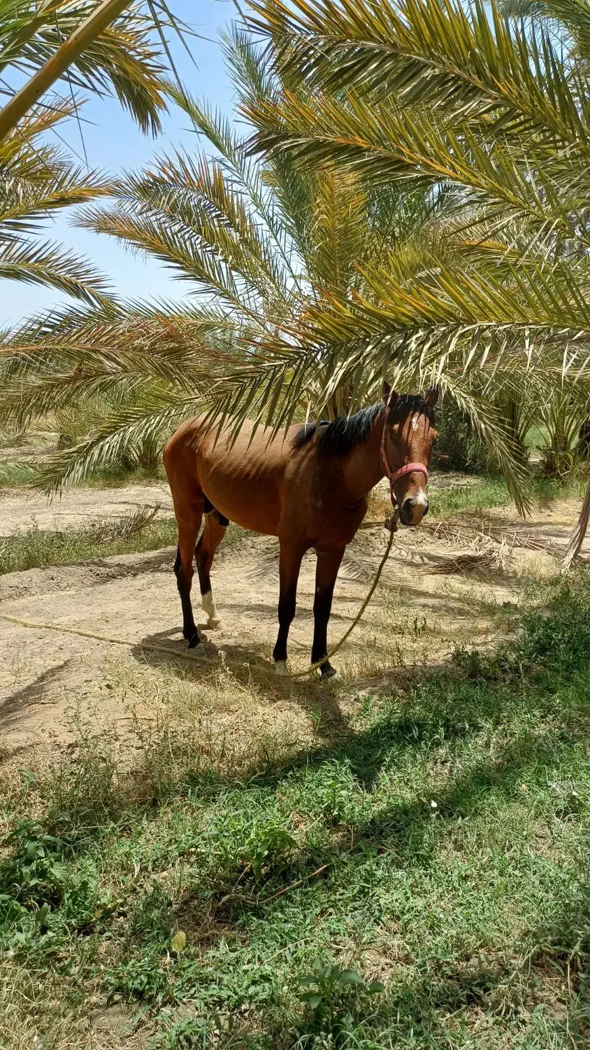 اسب نریان ۳ساله|اسب و تجهیزات اسب‌سواری|جیرفت, |دیوار