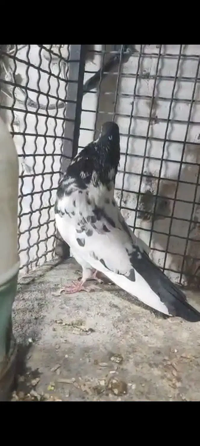 کفترکله ای تیدی|پرنده|خاش, |دیوار