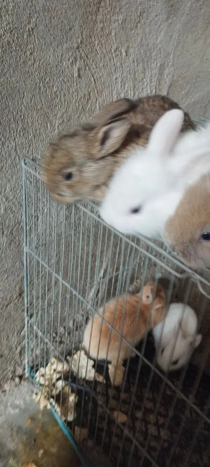 بچه خرگوش|موش و خرگوش|دوگنبدان, |دیوار