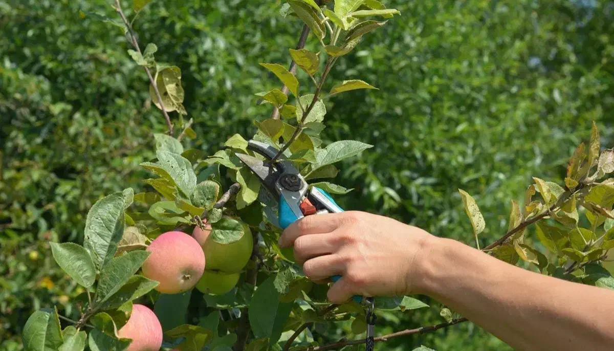 هرس انواع درخت ها|خدمات باغبانی و درختکاری|کرج, جهانشهر|دیوار