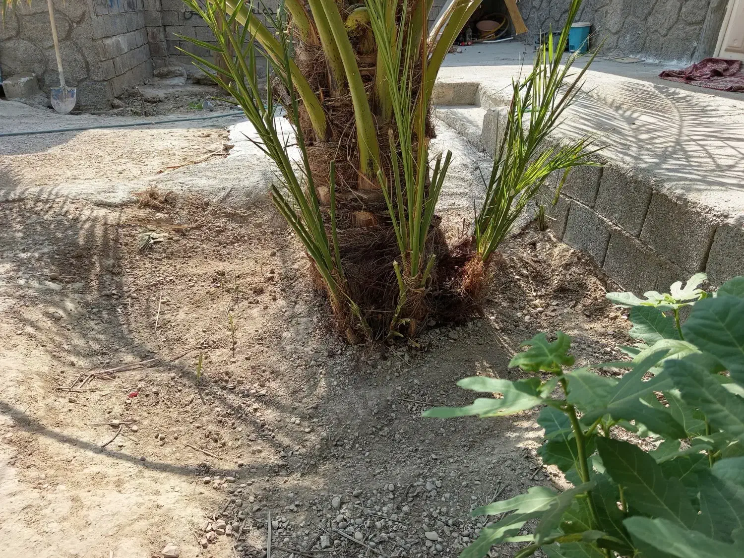 دمیت حاج باقری اصل|گل و گیاه طبیعی|وحدتیه, |دیوار