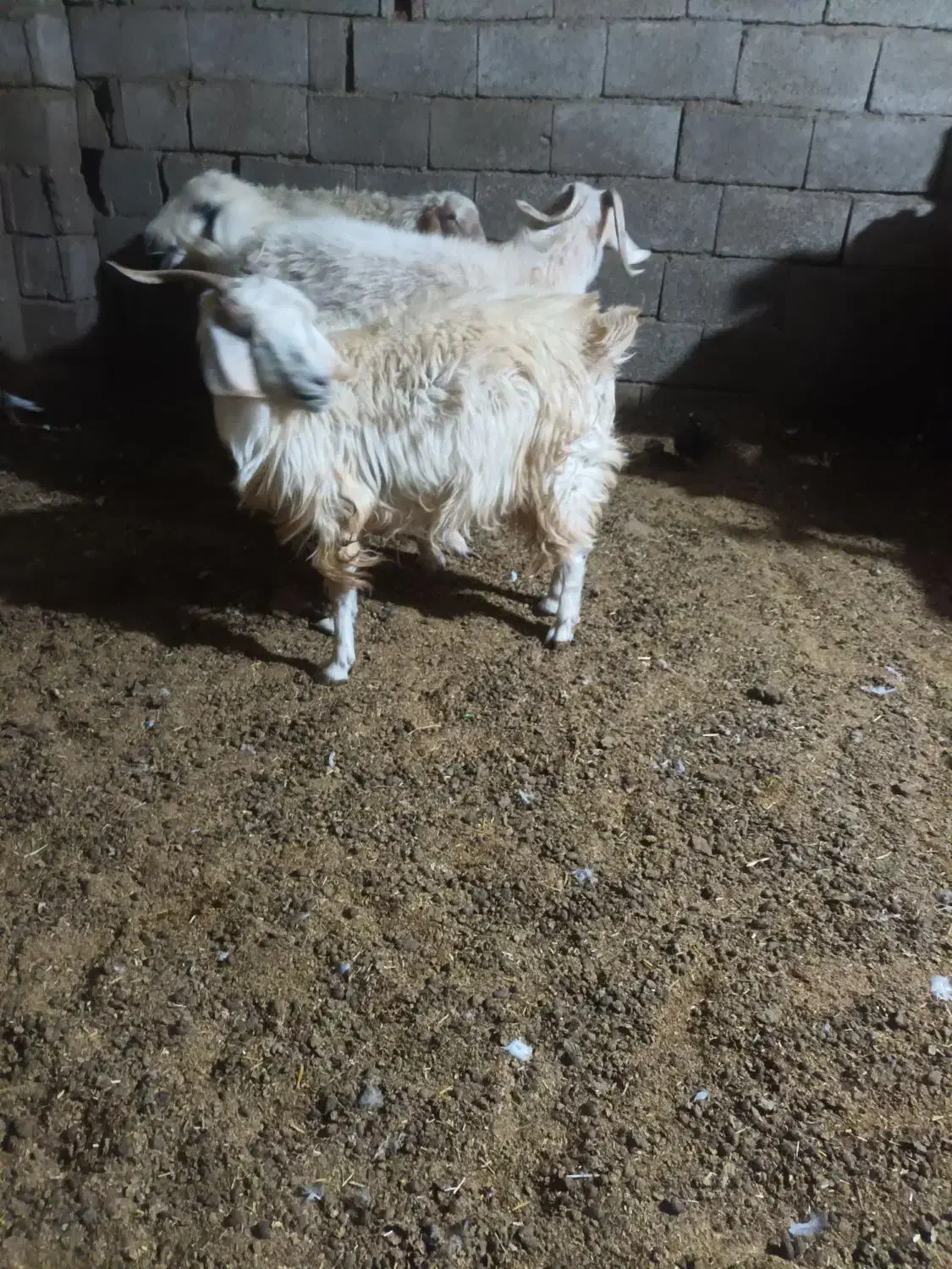 گیسه|حیوانات مزرعه|بافت, |دیوار