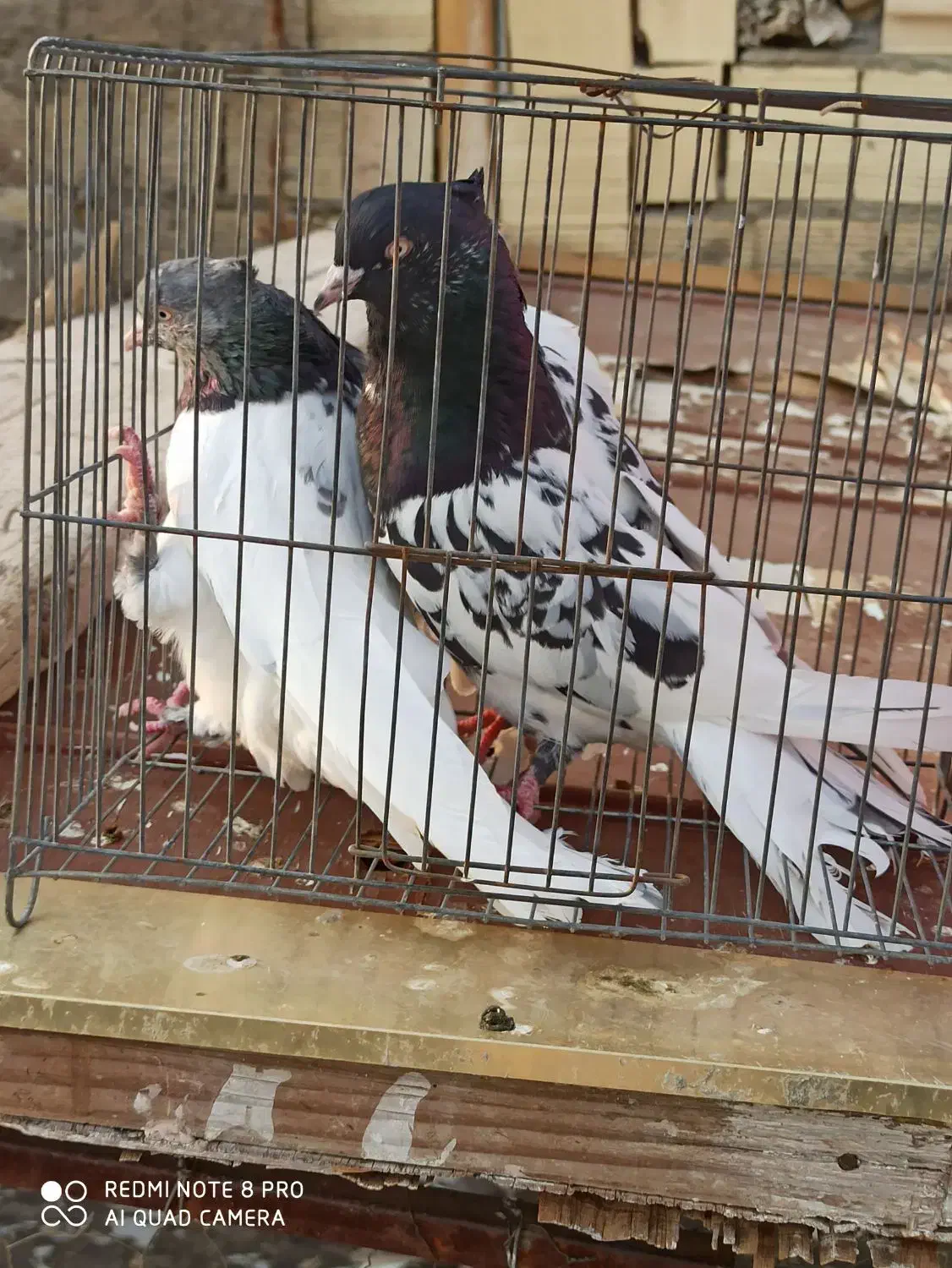 کله سیاه و سبز|پرنده|شیراز, کوشک میدان|دیوار