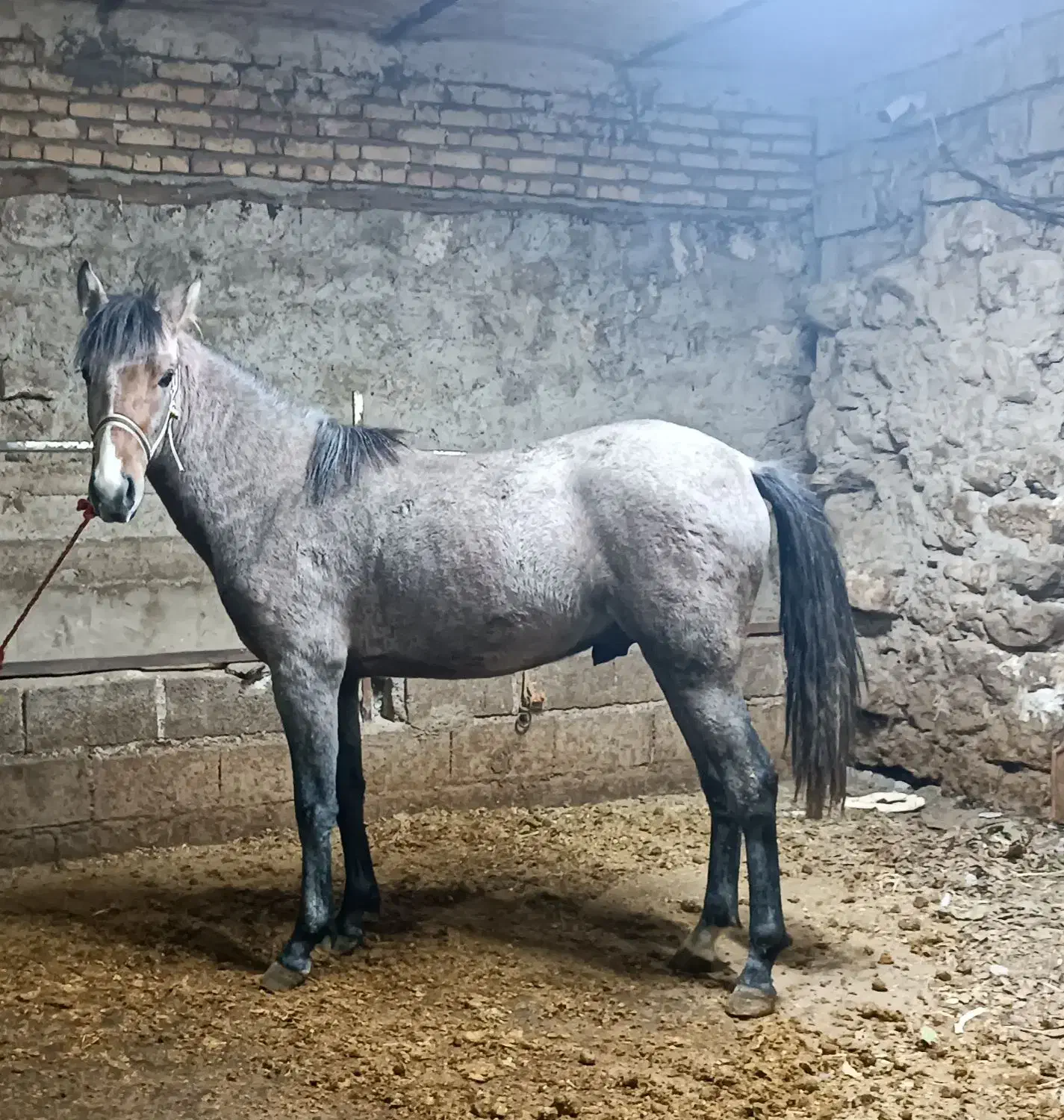 اسب|اسب و تجهیزات اسبسواری|مشگین شهر, |دیوار