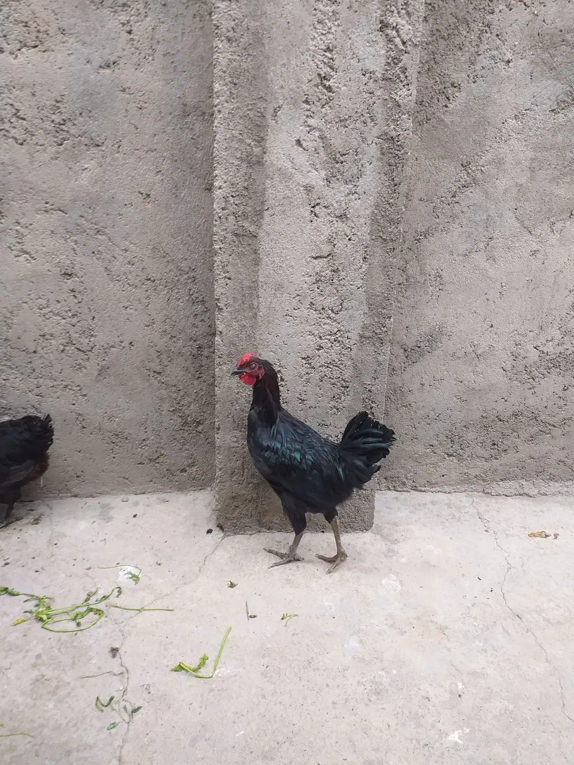 سلام یک عددخروس خالص سیاه چهل تاج|حیوانات مزرعه|شاهین دژ, |دیوار