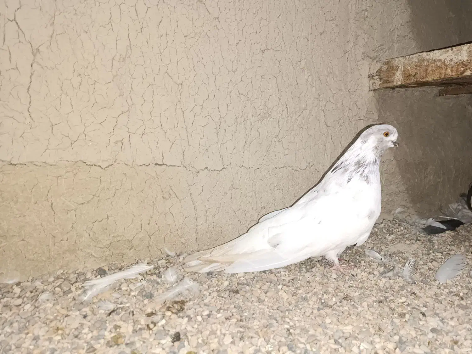 کبوتر کله ای|پرنده|خمیر, |دیوار