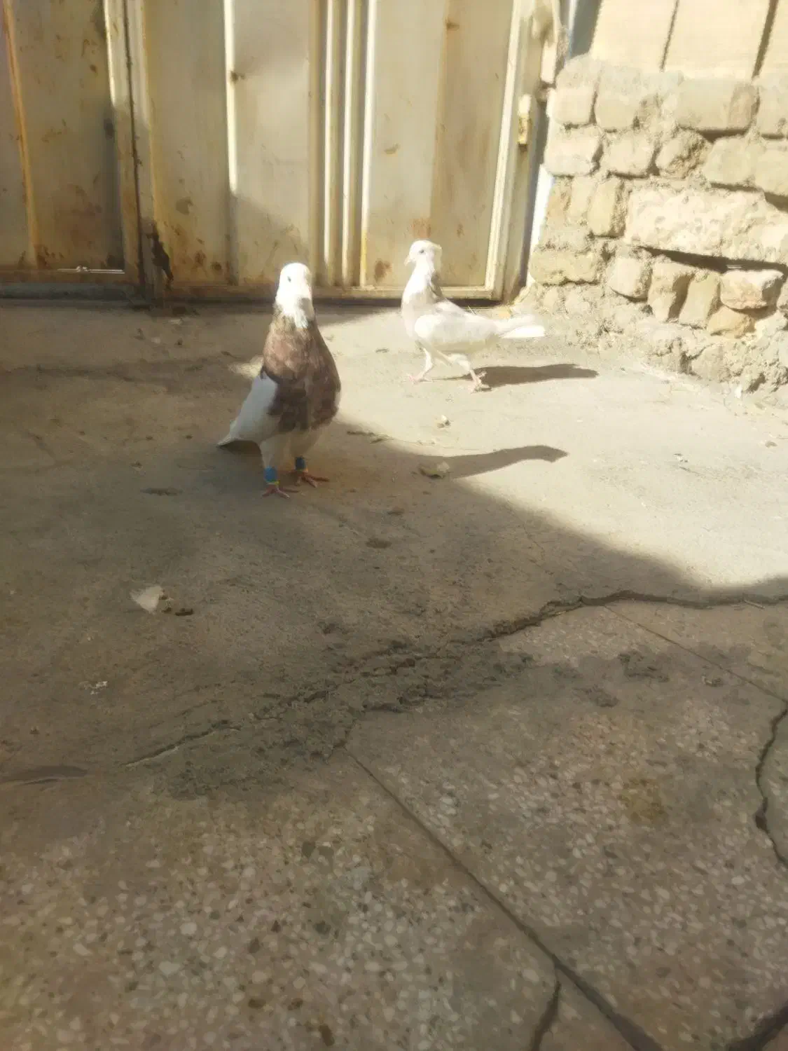 یک جفت طوقی هفت رنگ|پرنده|خرمآباد, |دیوار