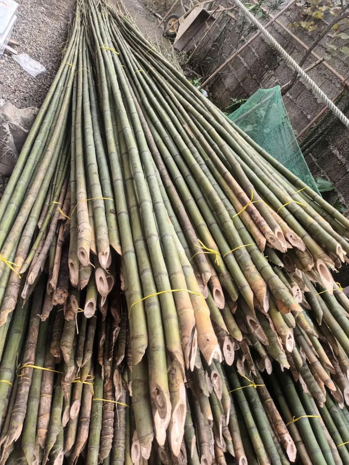 لوله خزران|خدمات باغبانی و درختکاری|تالش, هشتپر|دیوار