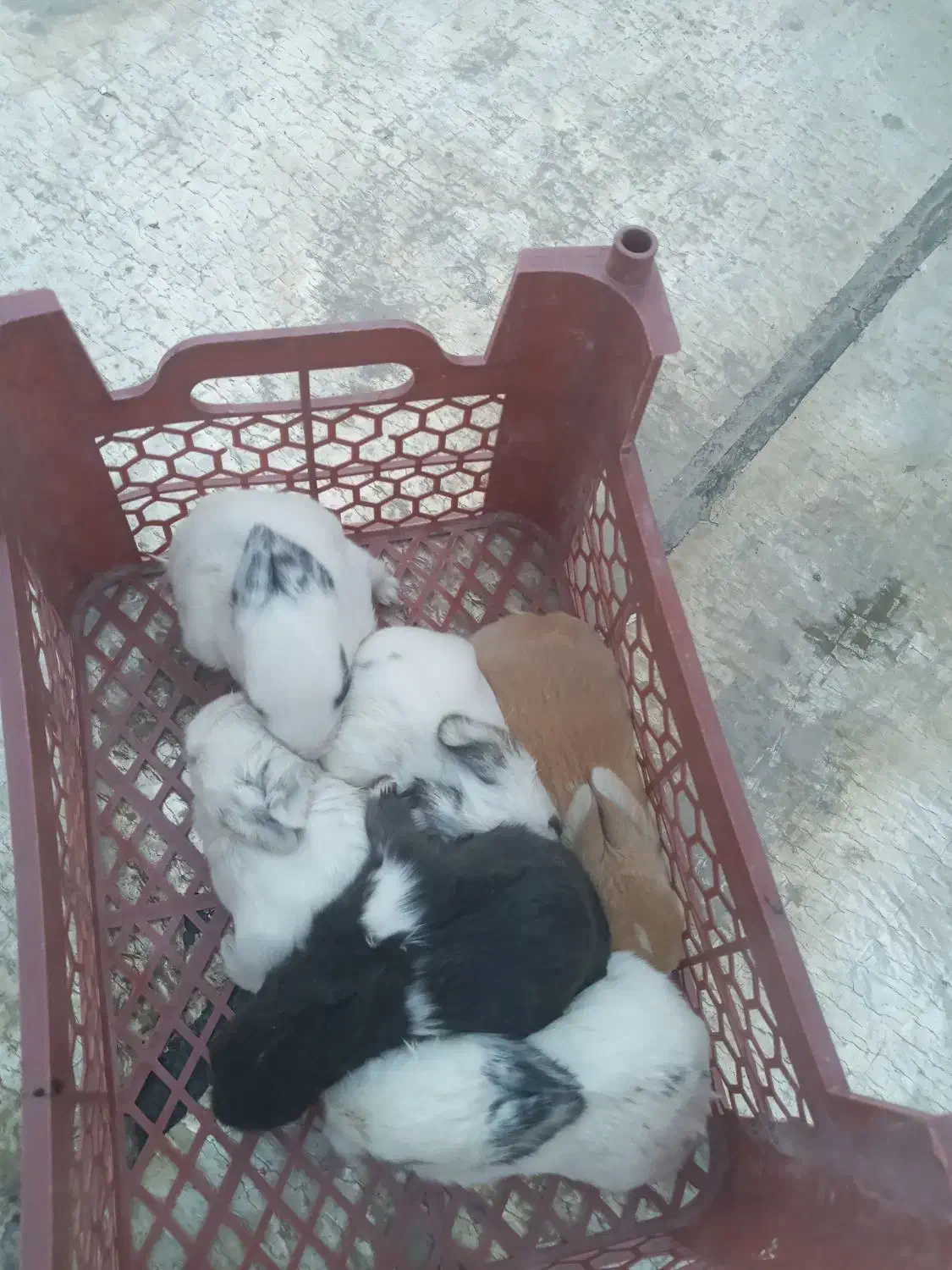 فروش خرگوش|موش و خرگوش|پاکدشت, شهرک انقلاب|دیوار