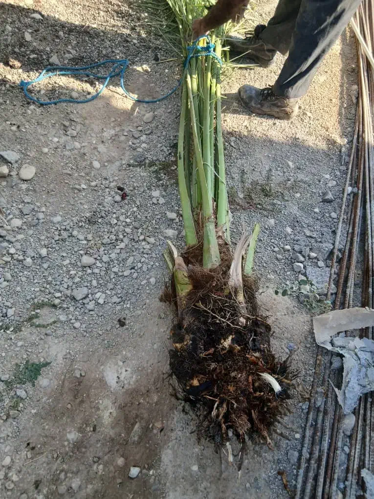 پاجوش برحی اصل|گل و گیاه طبیعی|خورموج, |دیوار