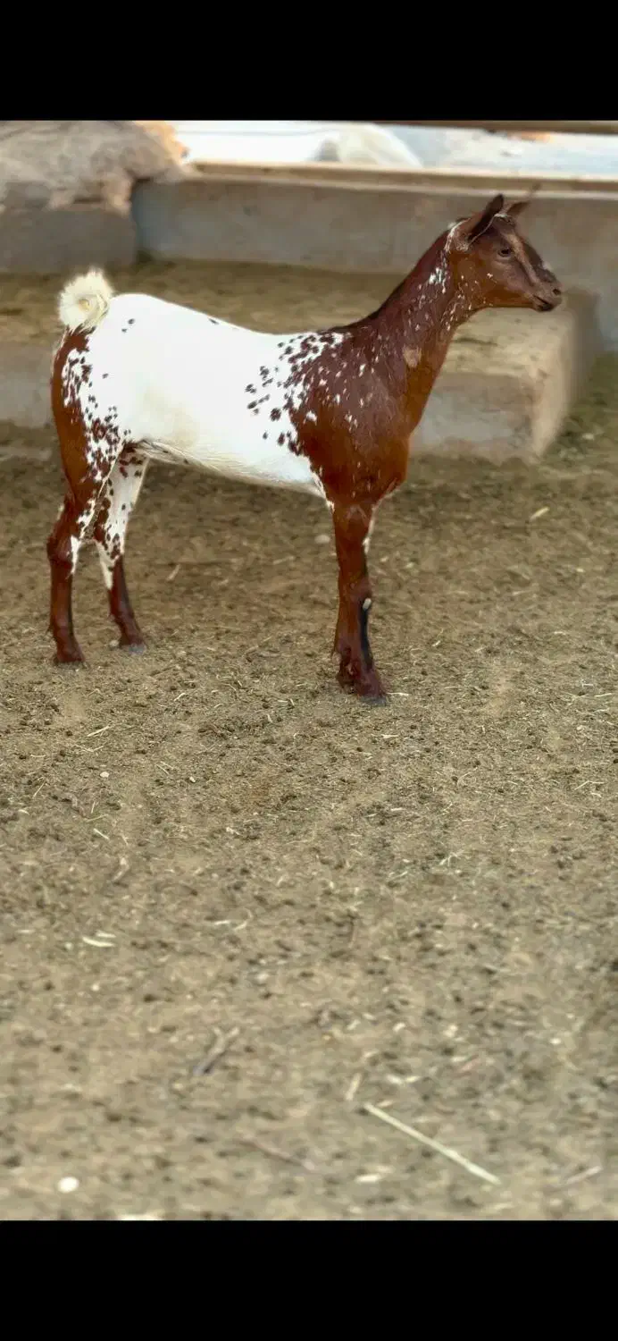 جنس ناب|حیوانات مزرعه|تهران, دستغیب|دیوار