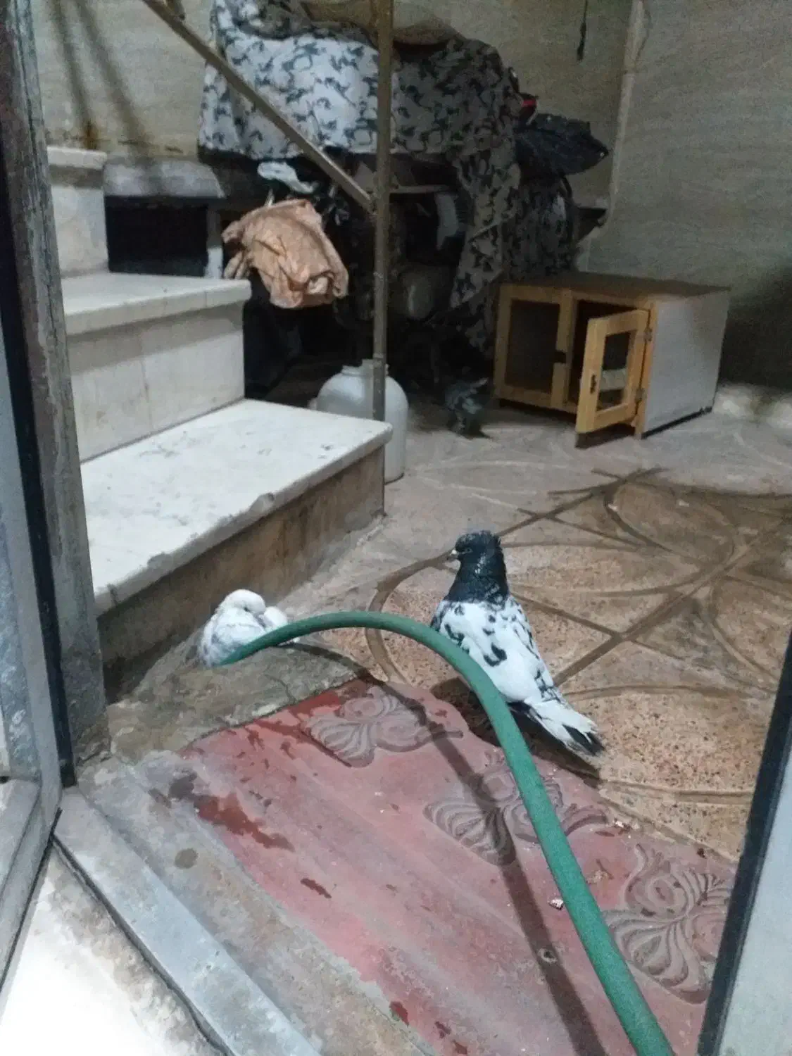 کبوتر|پرنده|قرچک, میرزائی شمالی|دیوار