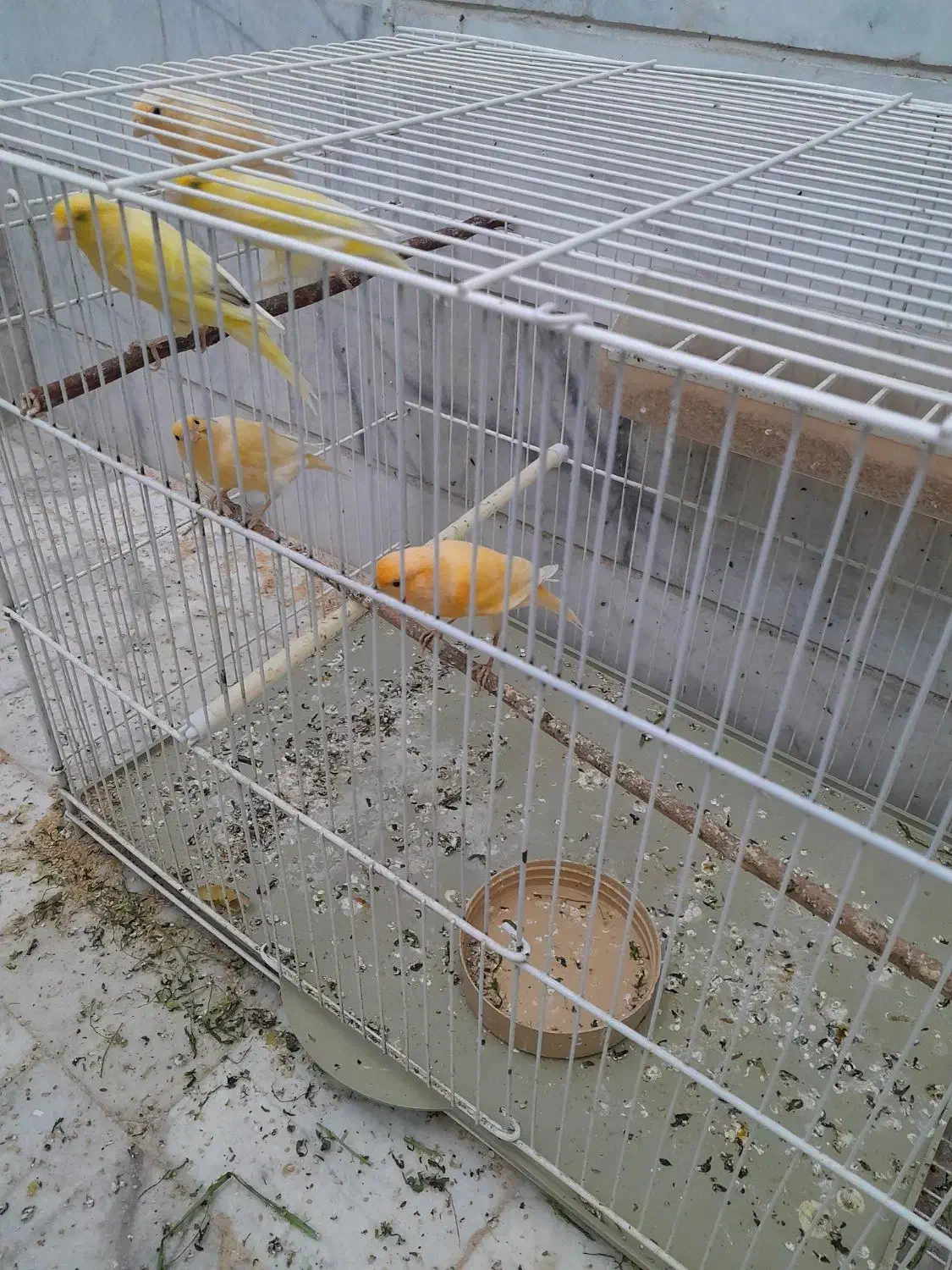 قناری معمولی|پرنده|مهریز, |دیوار