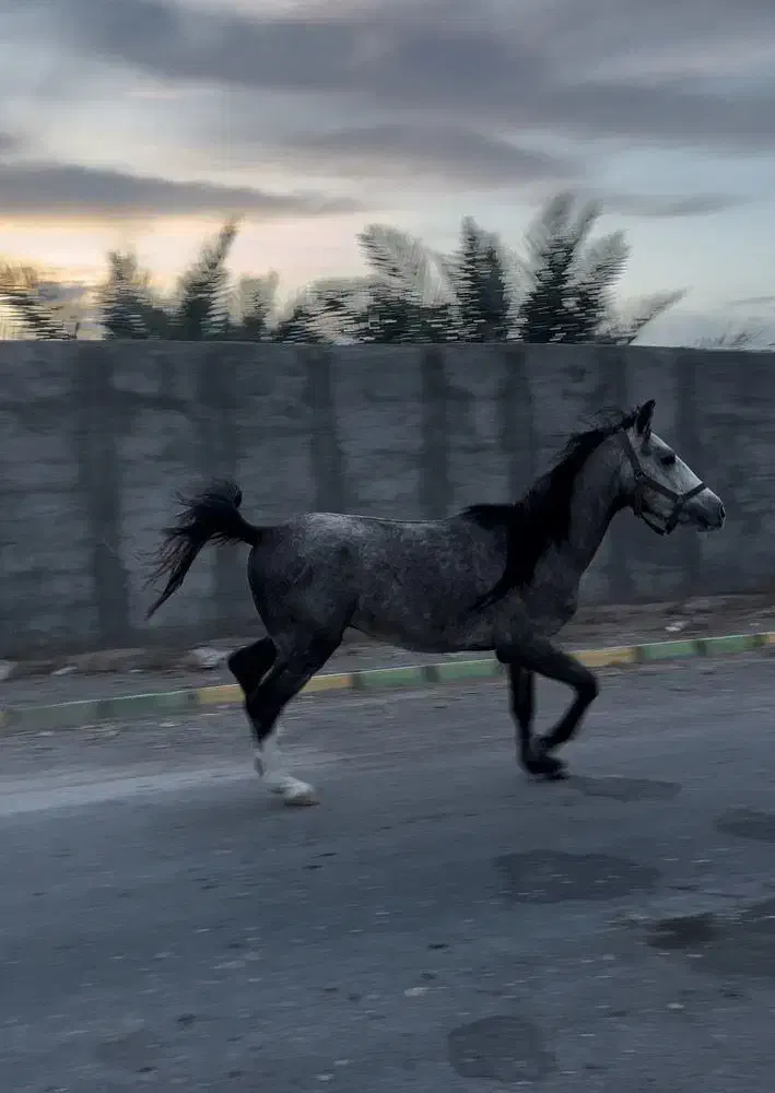 اسب عرب|اسب و تجهیزات اسب‌سواری|بم, |دیوار