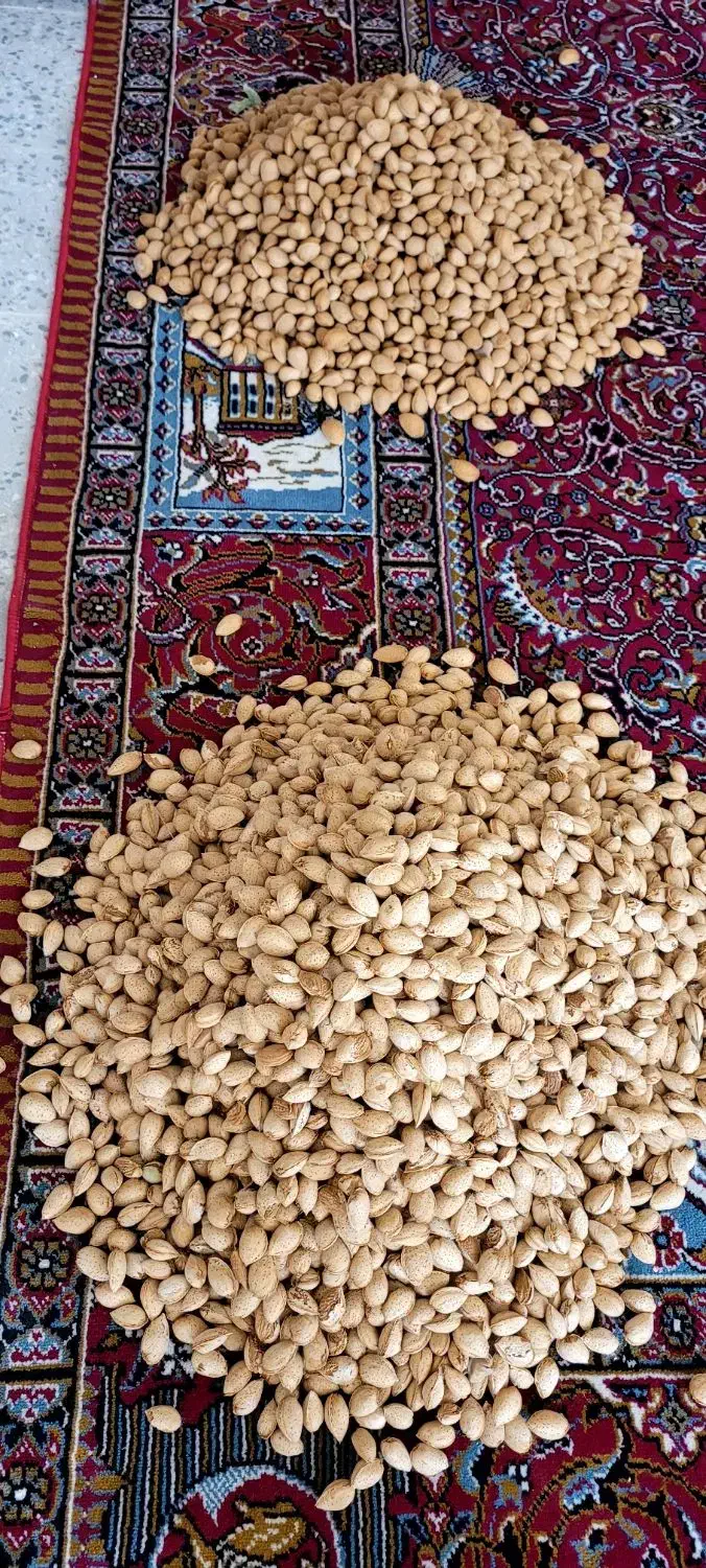 نیازمندیک نفرباغبان|خدمات باغبانی و درختکاری|خرم‌آباد, |دیوار