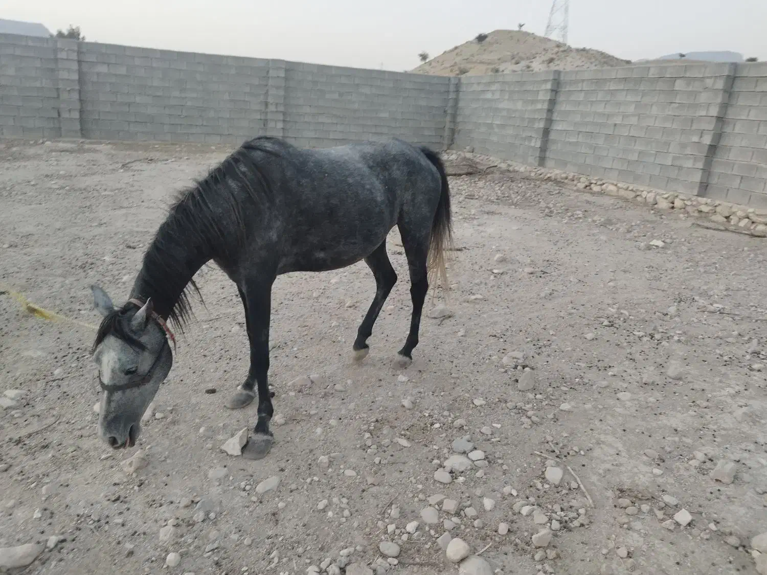 اسب مادیان|اسب و تجهیزات اسبسواری|بهبهان, |دیوار