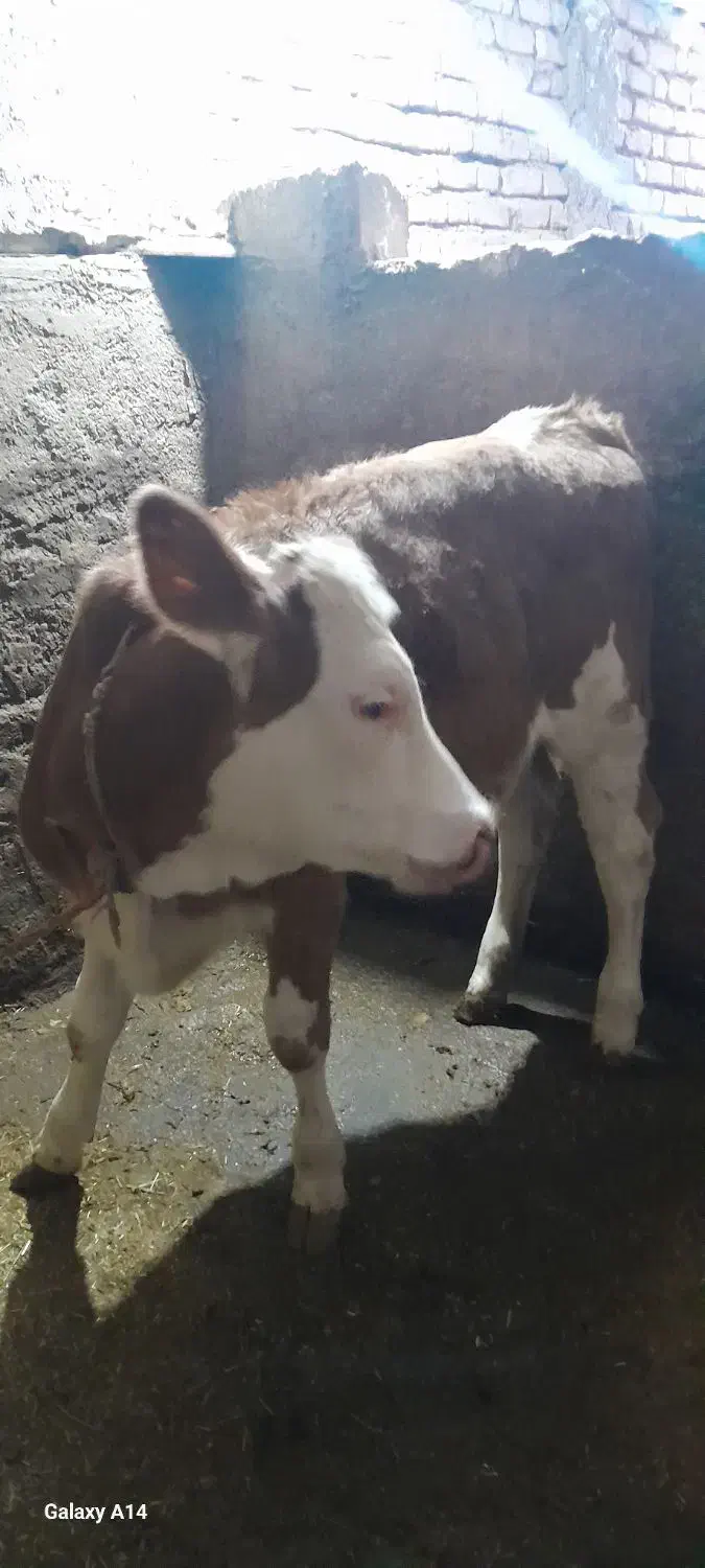 گوساله سیمینتال اصل|حیوانات مزرعه|موچش, |دیوار